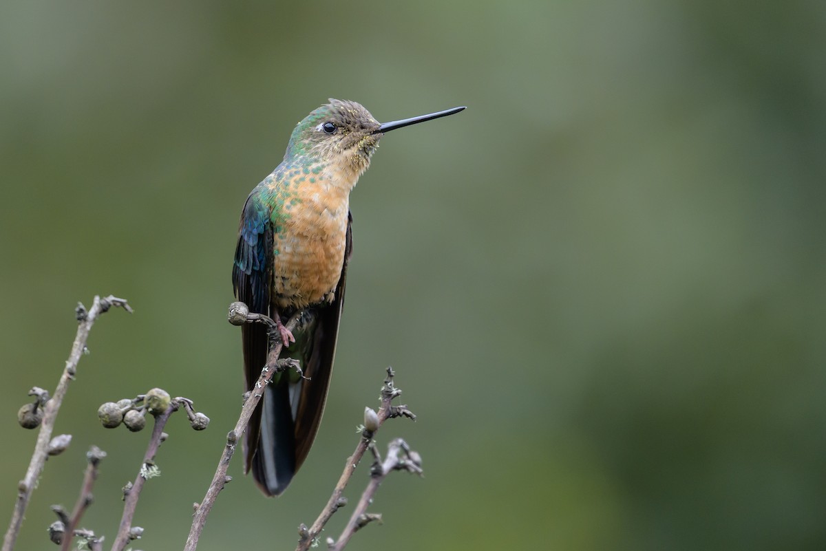 Great Sapphirewing - ML646615278