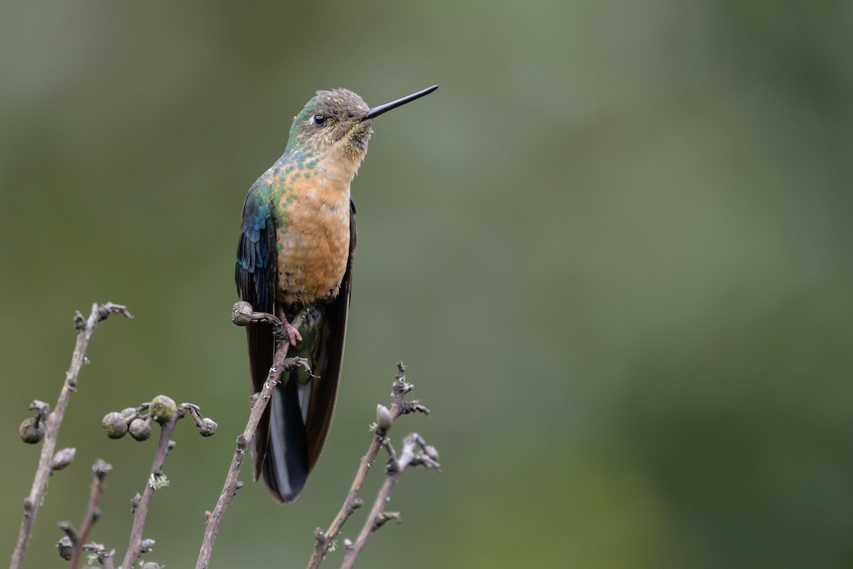 Great Sapphirewing - ML646615279