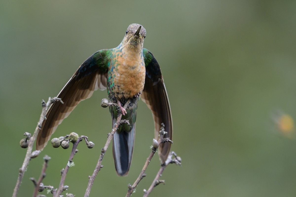 Great Sapphirewing - ML646615280