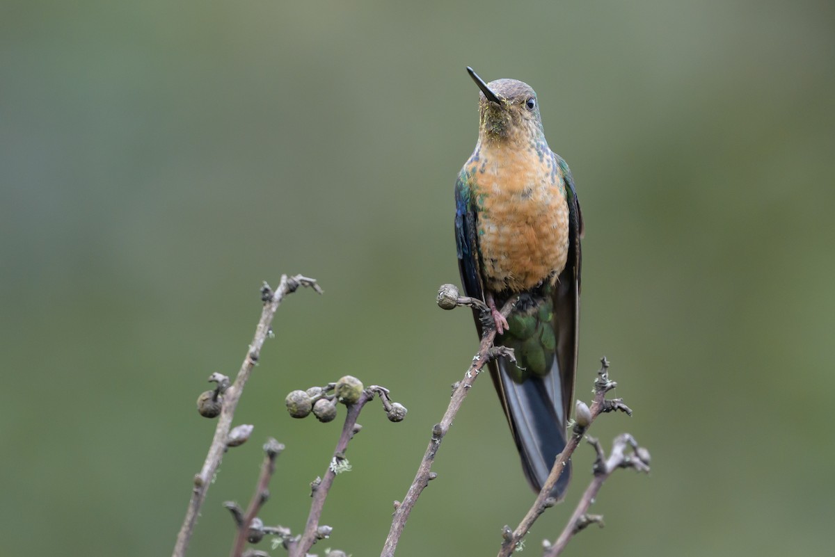 Great Sapphirewing - ML646615281