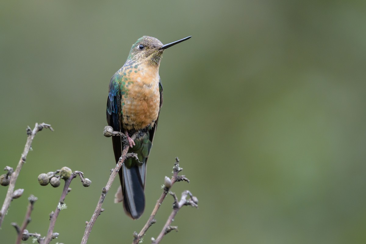 Great Sapphirewing - ML646615282