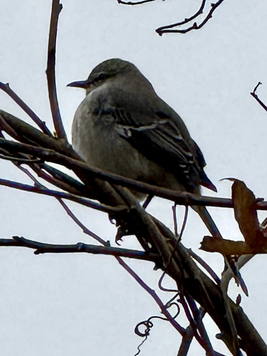 Многоголосый пересмешник - ML646615283