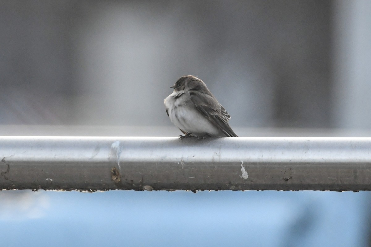 Northern Rough-winged Swallow - ML646615286