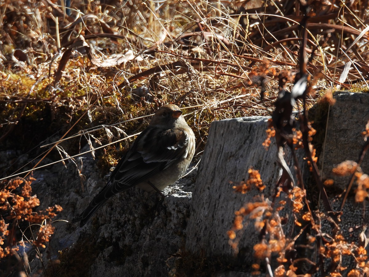 Plain Mountain Finch - ML646615287