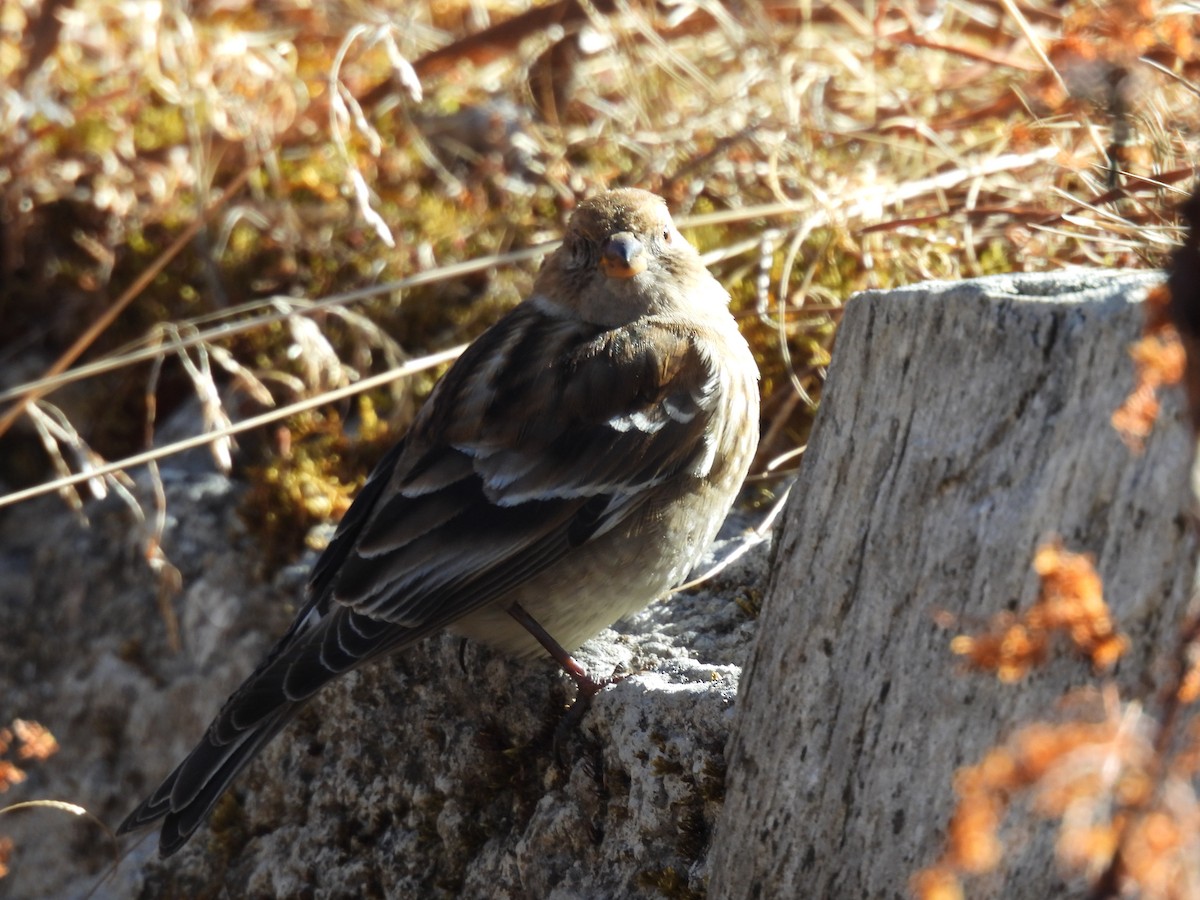 Plain Mountain Finch - ML646615288