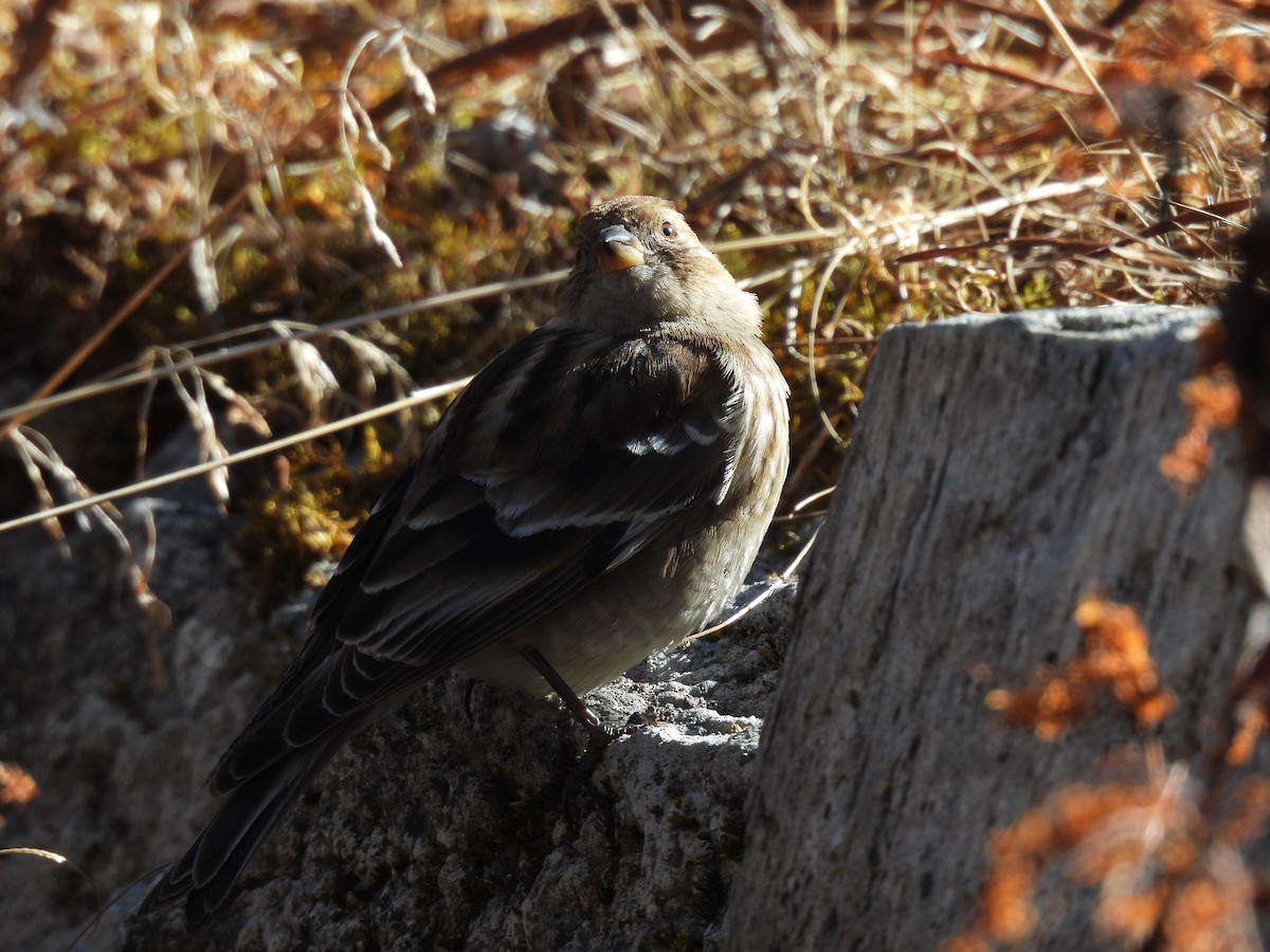 Plain Mountain Finch - ML646615289