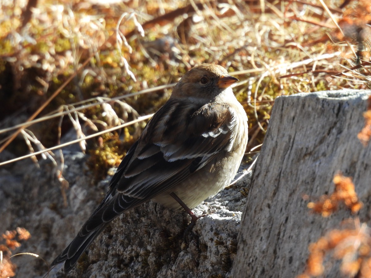 Plain Mountain Finch - ML646615290