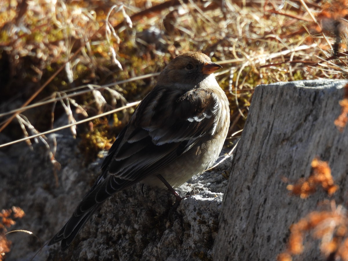 Plain Mountain Finch - ML646615291