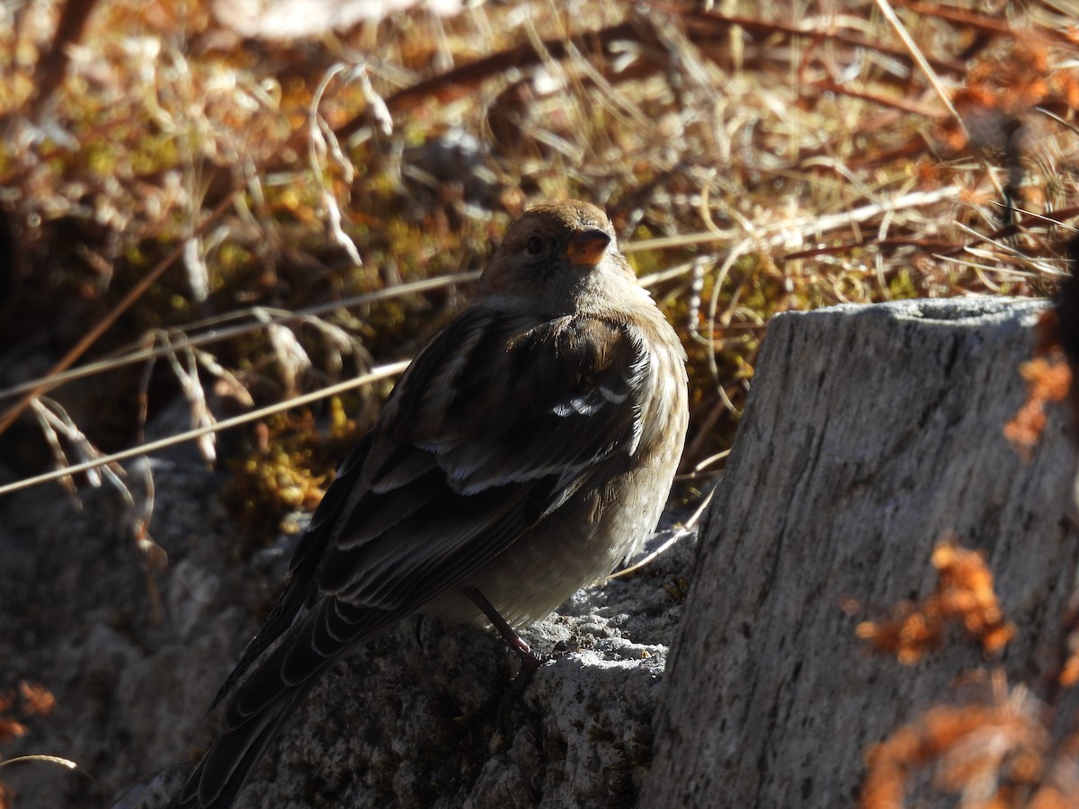 Plain Mountain Finch - ML646615292