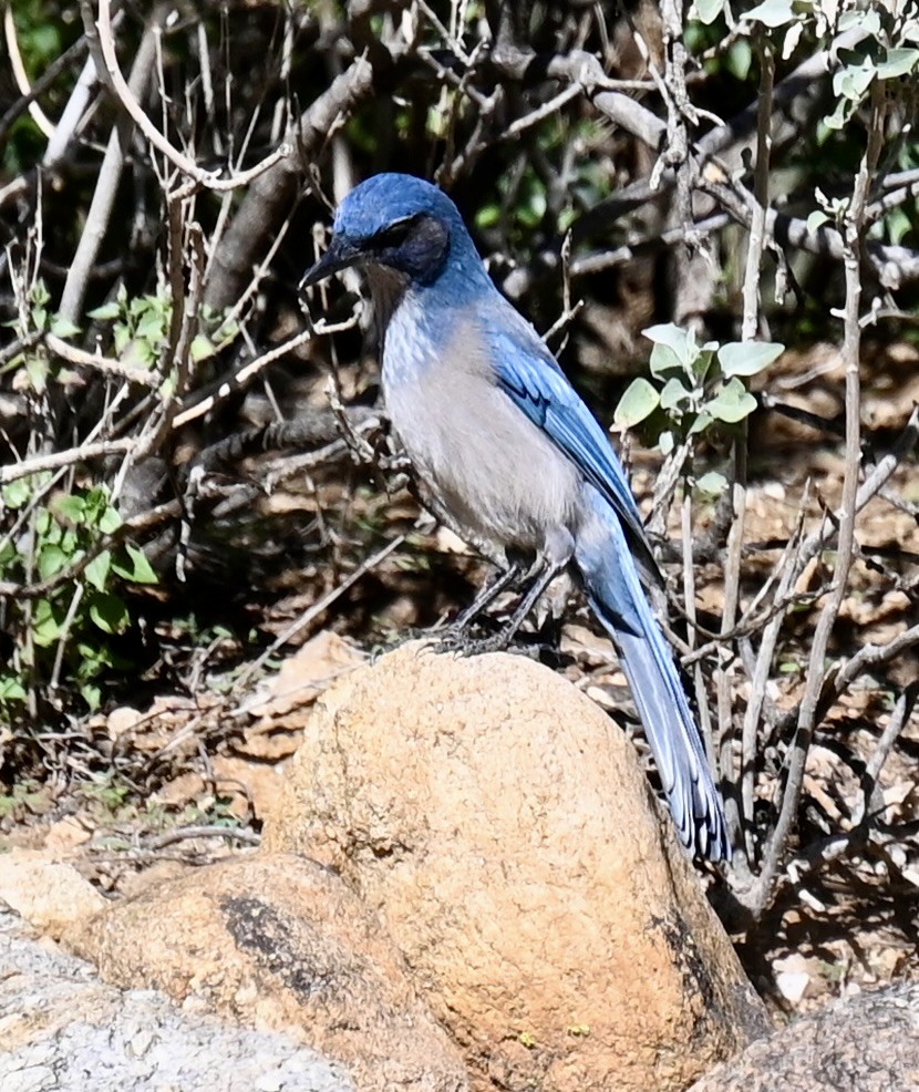 Woodhouse's Scrub-Jay - ML646615293