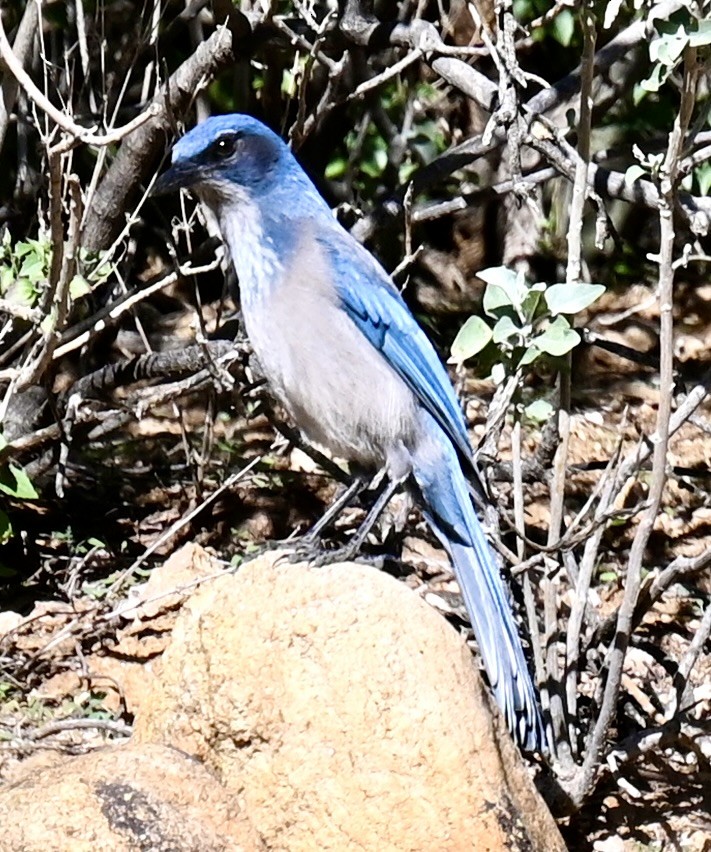 Woodhouse's Scrub-Jay - ML646615298