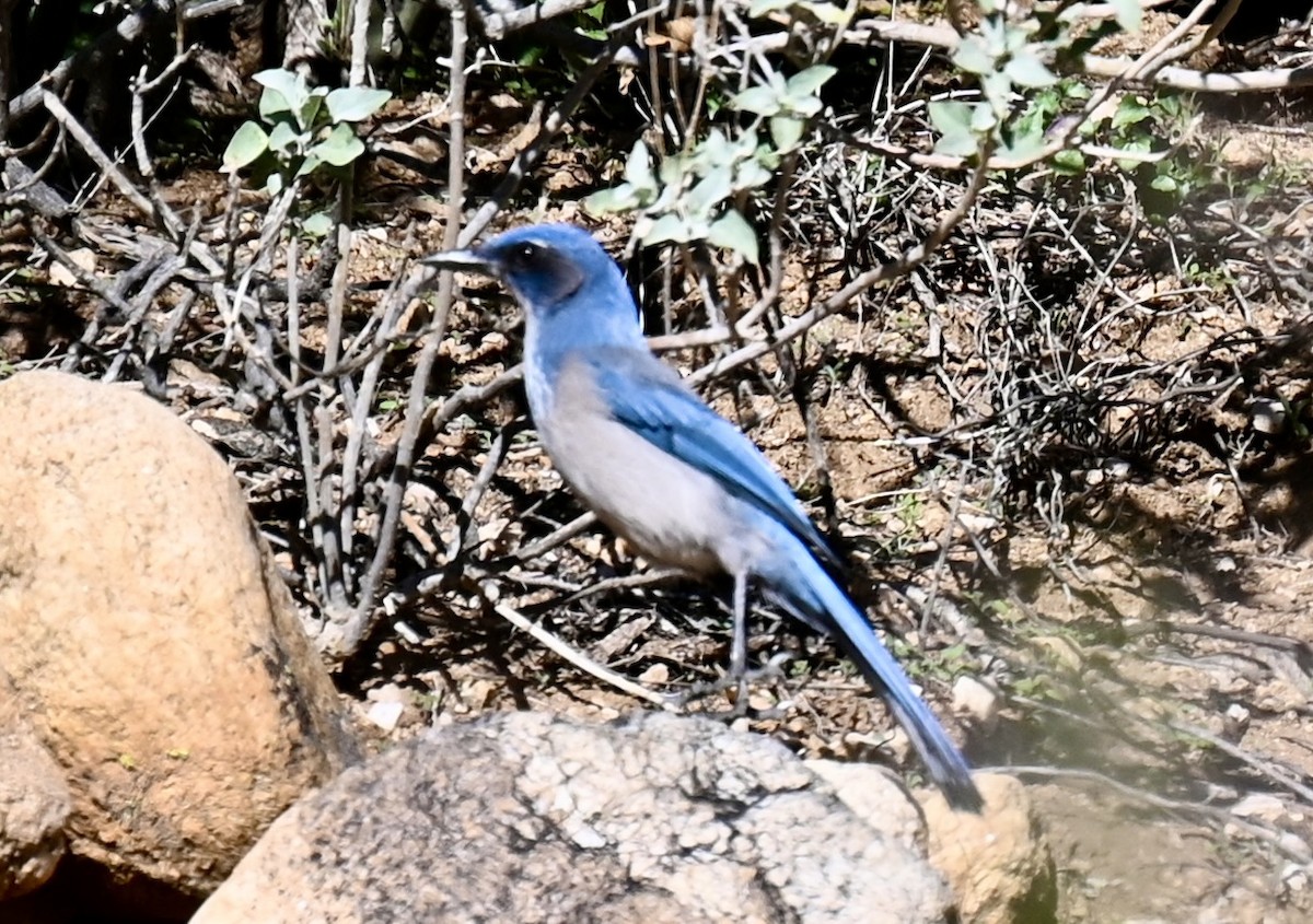 Woodhouse's Scrub-Jay - ML646615300