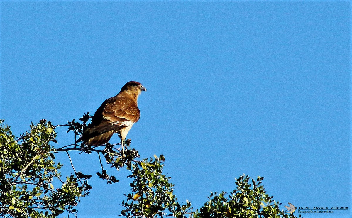 Chimango Caracara - ML646615301