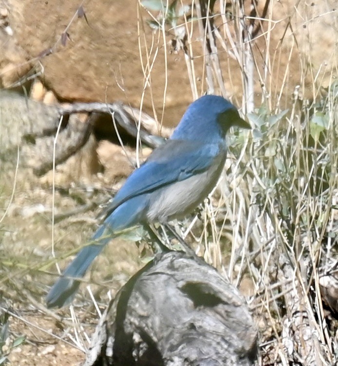 Woodhouse's Scrub-Jay - ML646615302