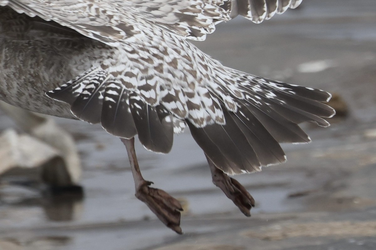 amerikagråmåke/gråmåke - ML646615307