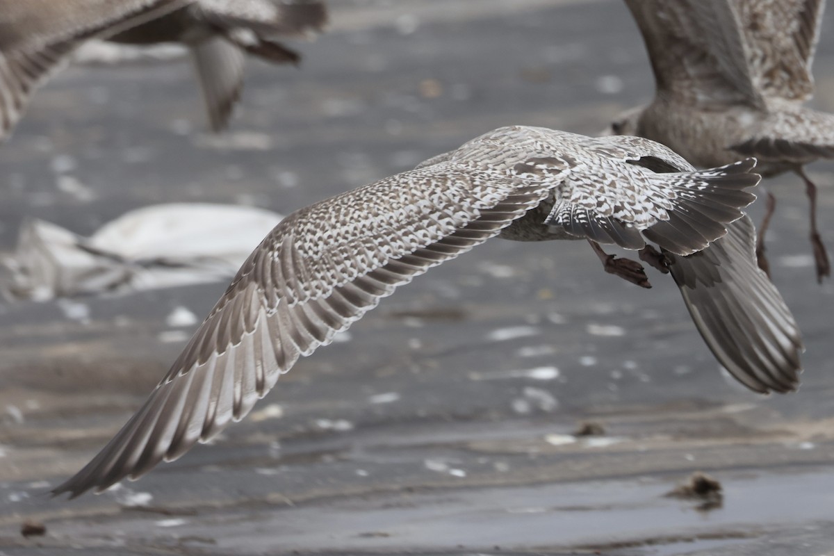 amerikagråmåke/gråmåke - ML646615308