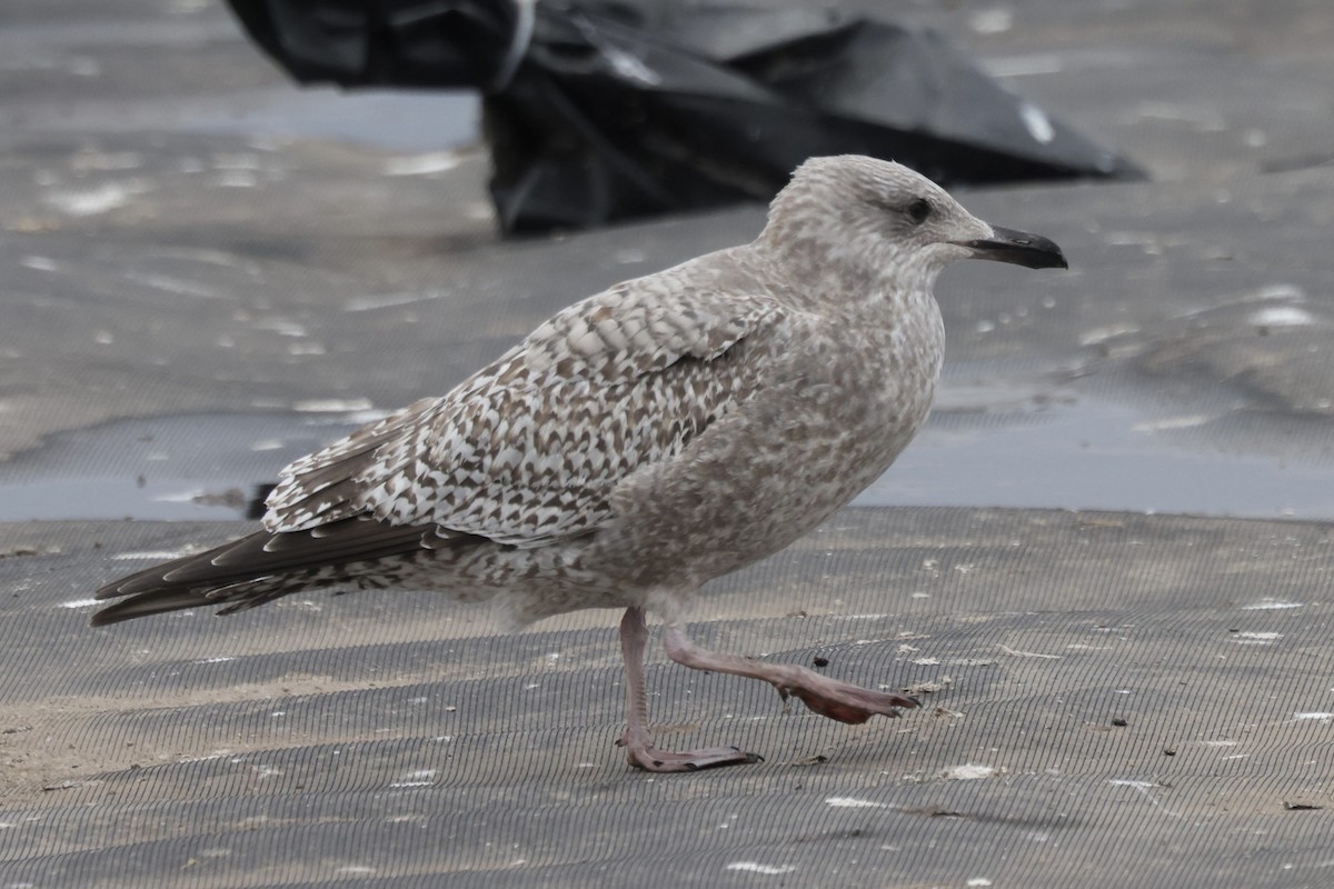 amerikagråmåke/gråmåke - ML646615310