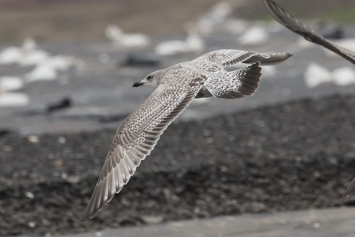 amerikagråmåke/gråmåke - ML646615311