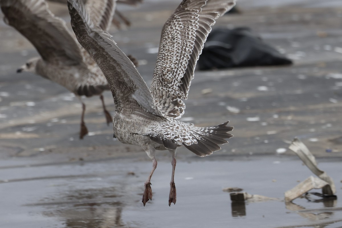 amerikagråmåke/gråmåke - ML646615312