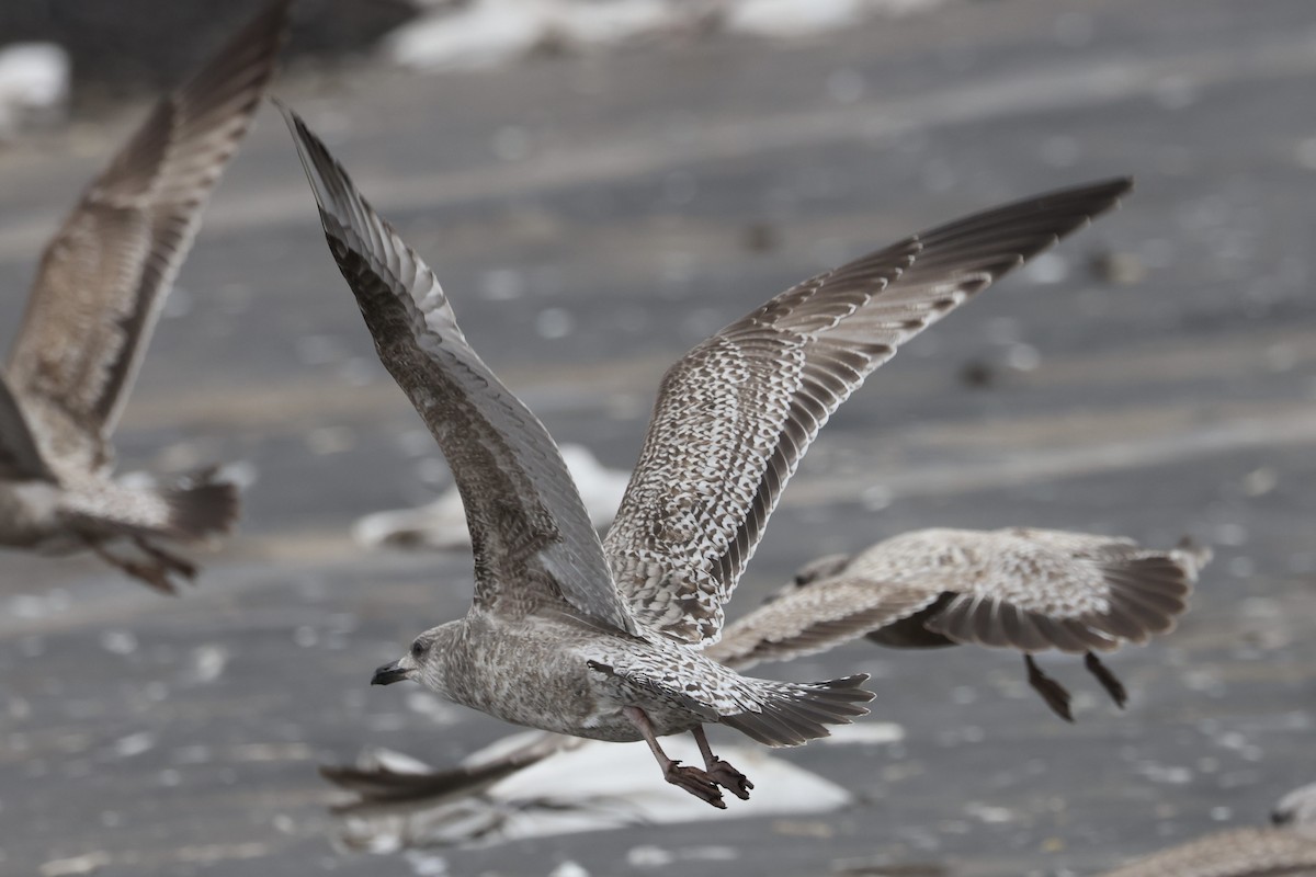 amerikagråmåke/gråmåke - ML646615313