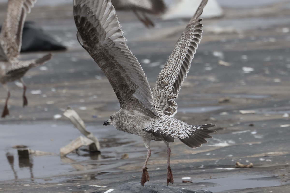 amerikagråmåke/gråmåke - ML646615314