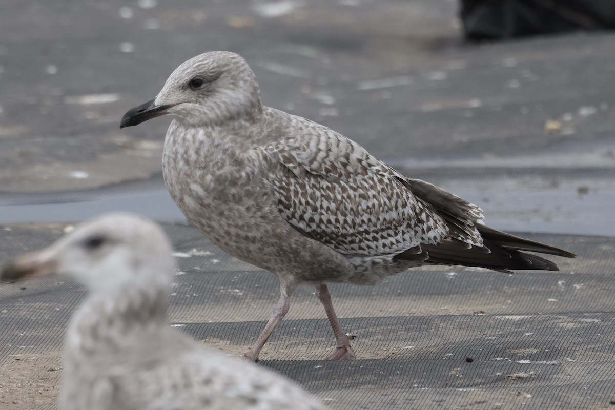 amerikagråmåke/gråmåke - ML646615315