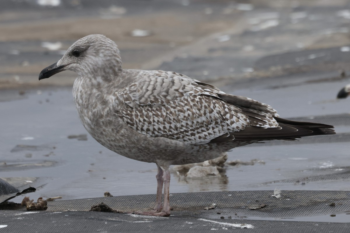 amerikagråmåke/gråmåke - ML646615316