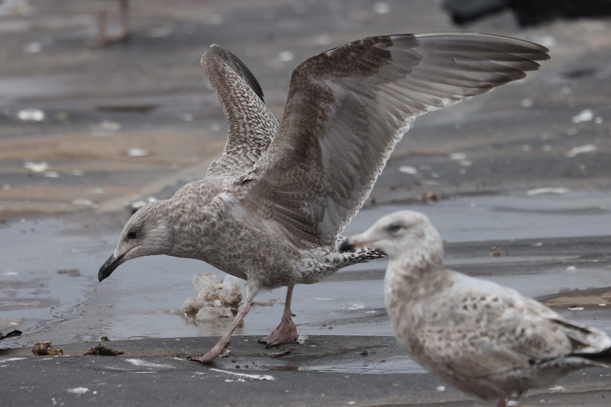 amerikagråmåke/gråmåke - ML646615317