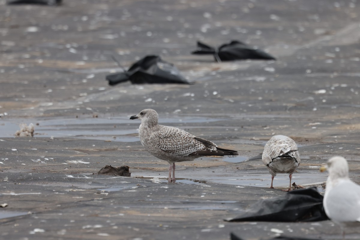 amerikagråmåke/gråmåke - ML646615318