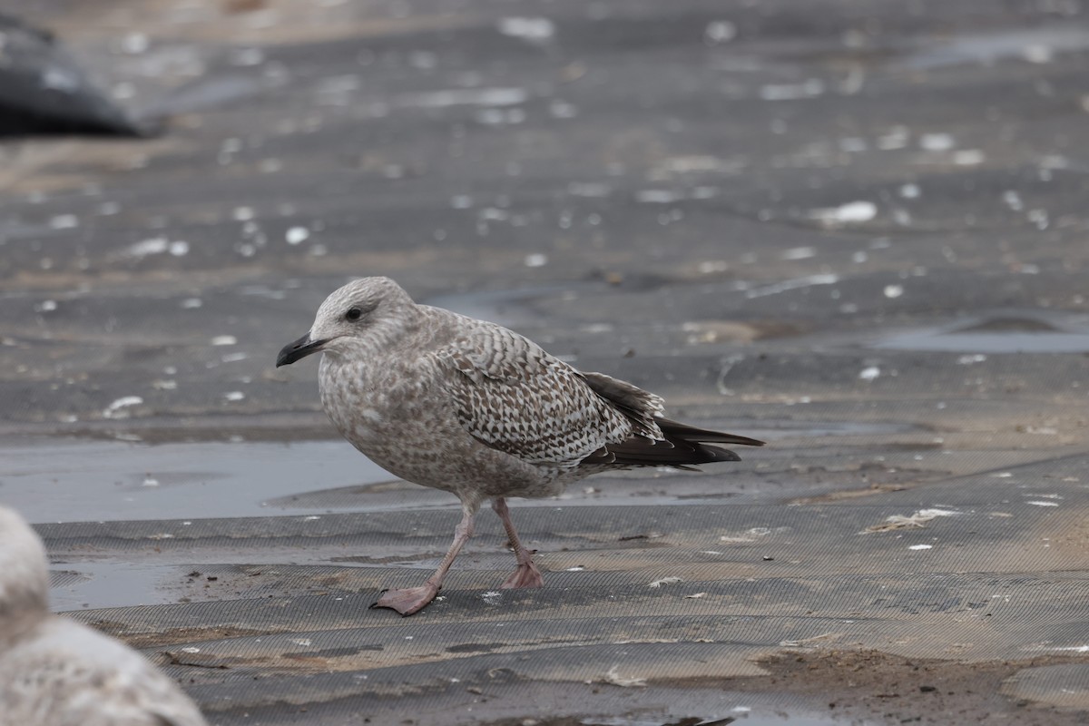 amerikagråmåke/gråmåke - ML646615319