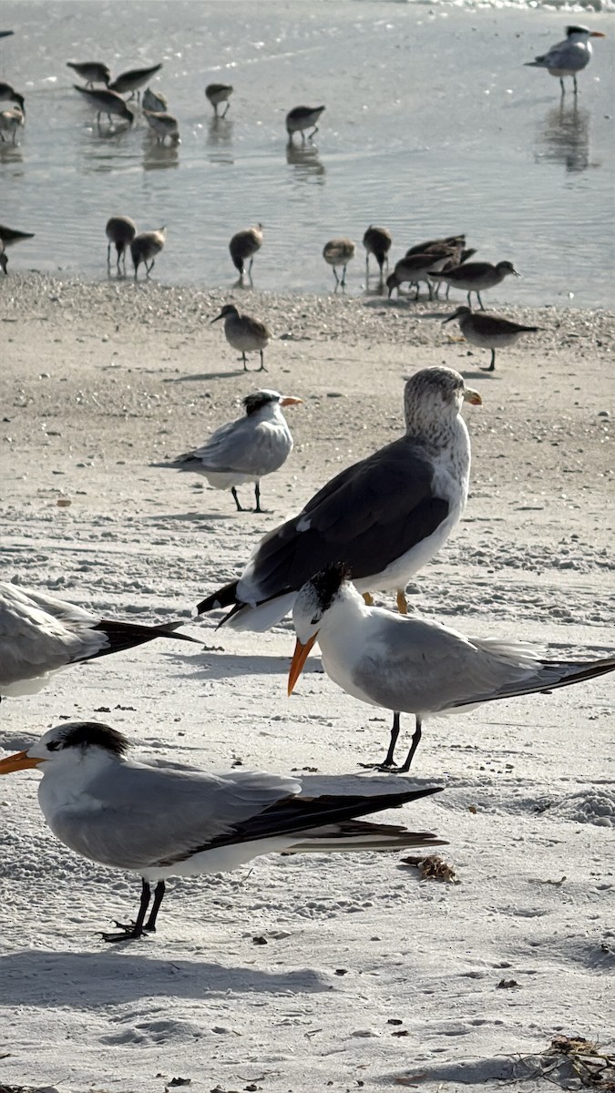 Zafferano - ML646615320