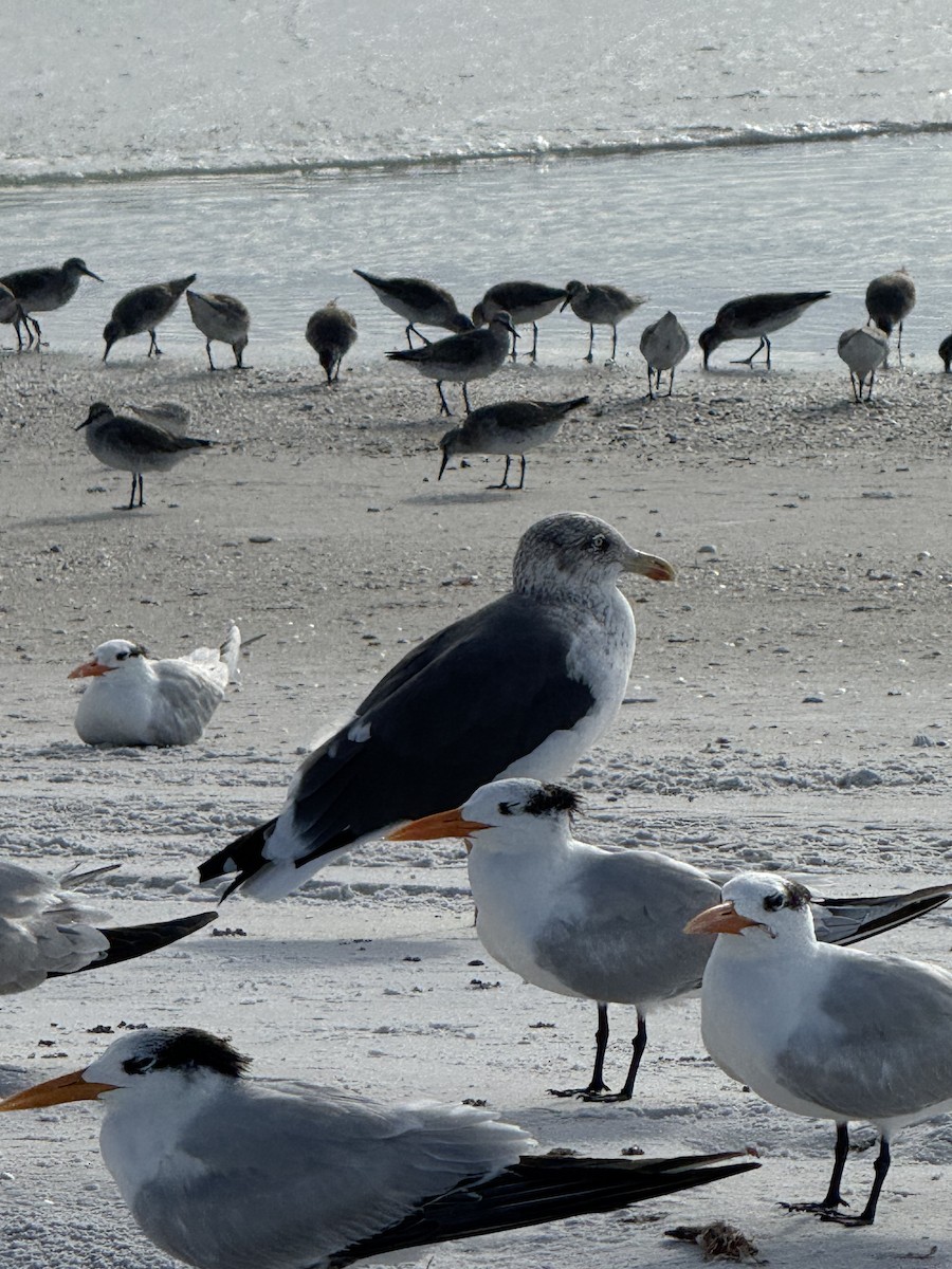 Zafferano - ML646615321