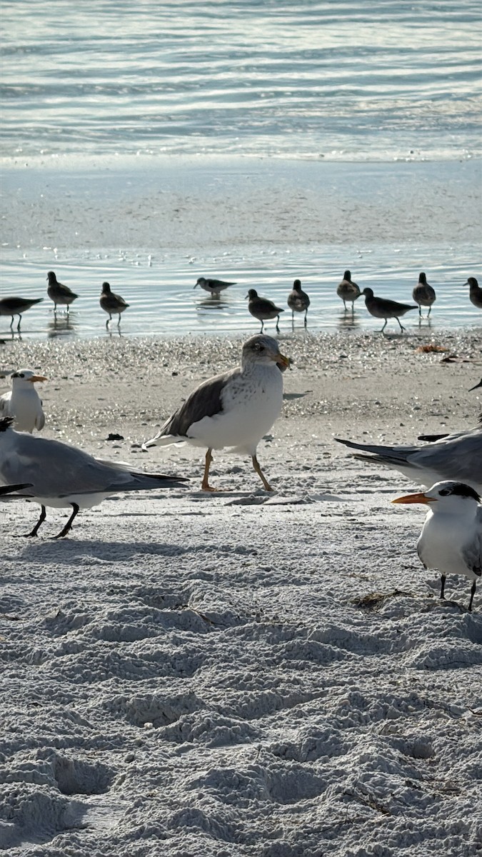 Zafferano - ML646615322