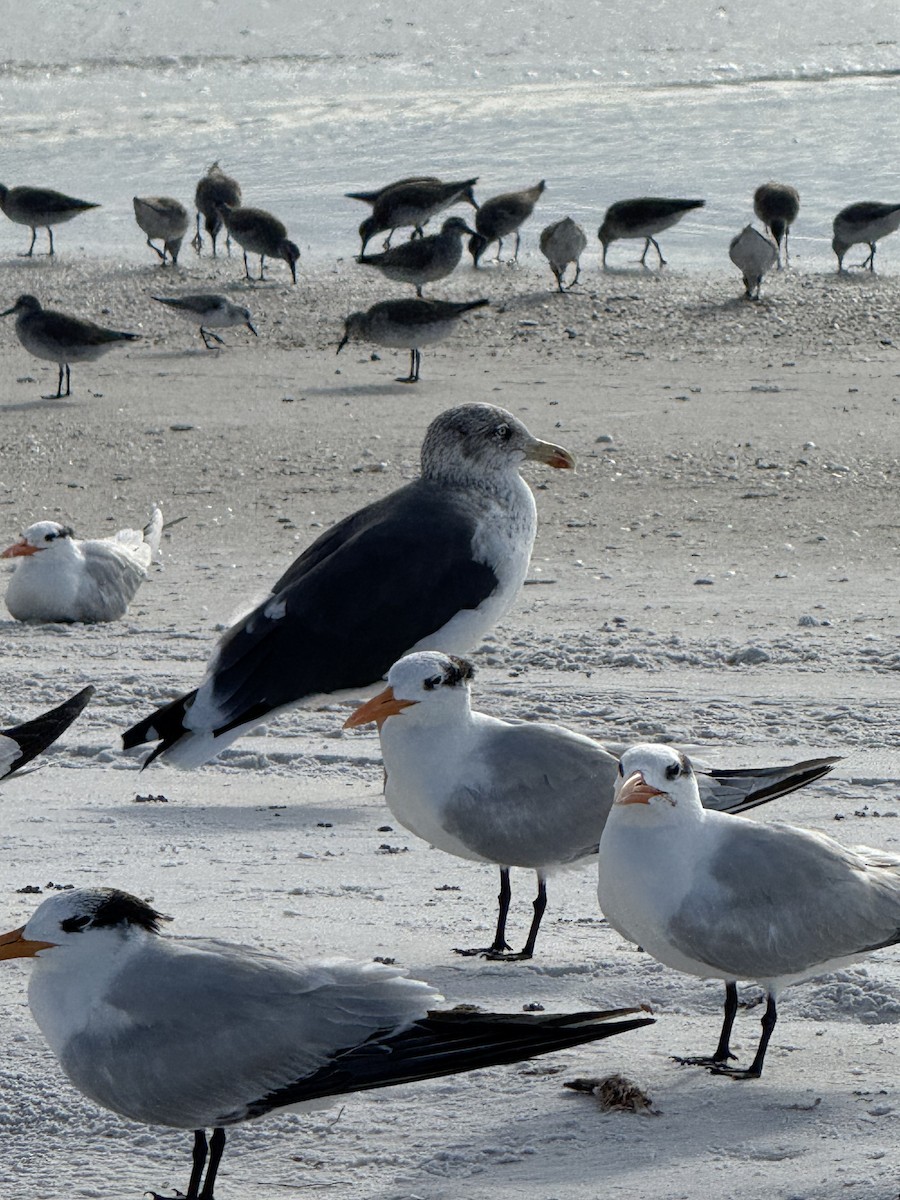 Zafferano - ML646615323