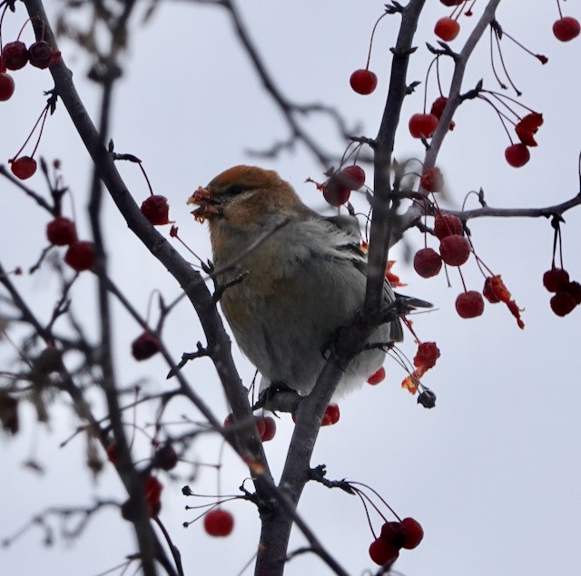 Pinu-gailupa - ML646615324