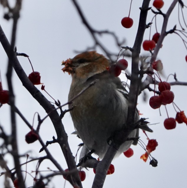 Pinu-gailupa - ML646615325