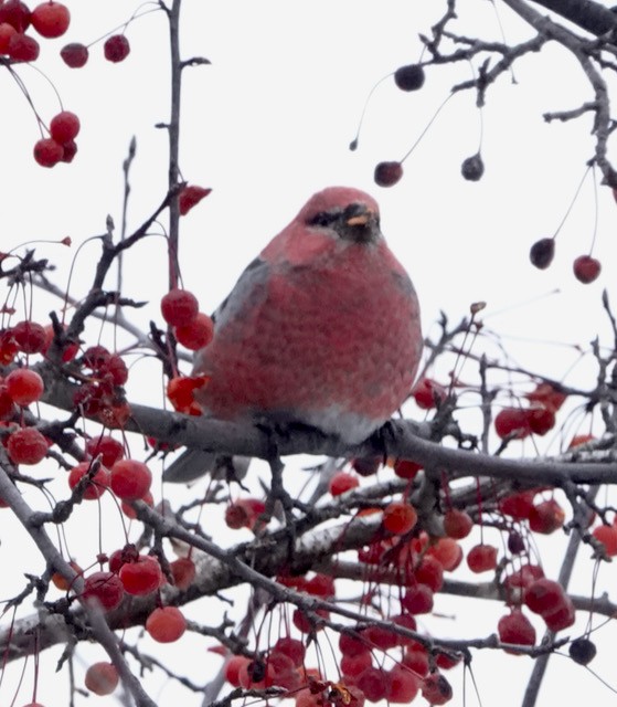 Pinu-gailupa - ML646615326