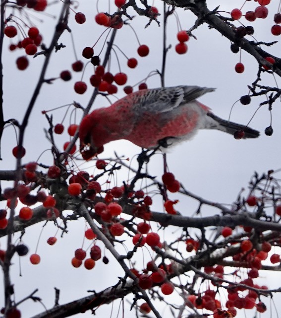 Pinu-gailupa - ML646615327