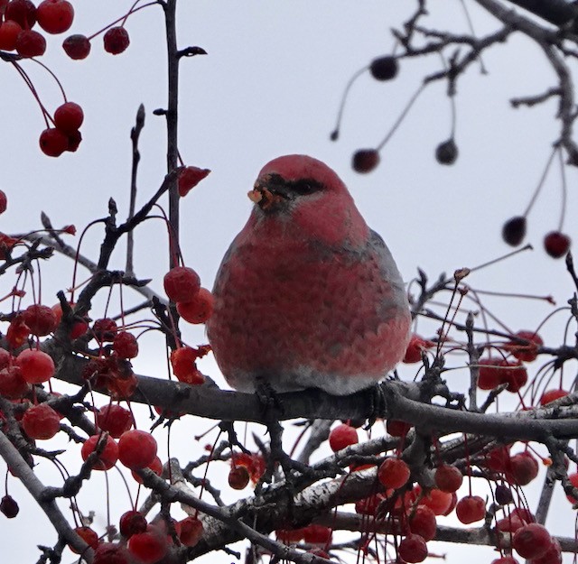 Pinu-gailupa - ML646615328