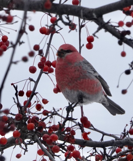 Pinu-gailupa - ML646615329