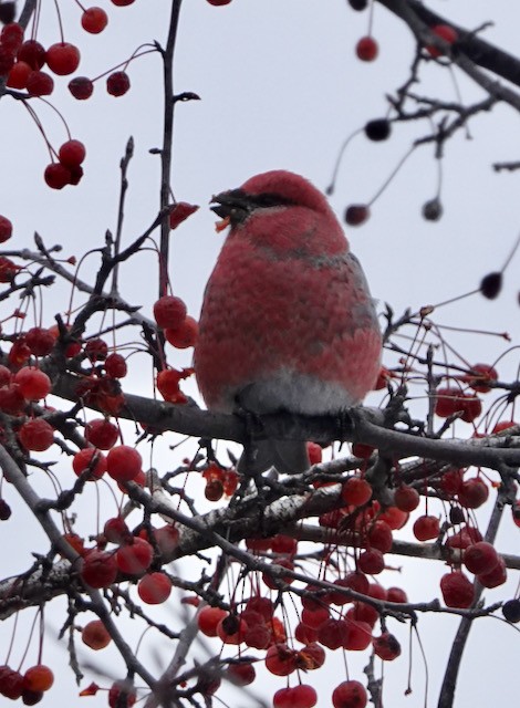 Pinu-gailupa - ML646615330