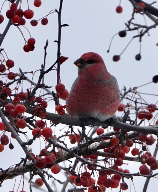 Pinu-gailupa - ML646615331