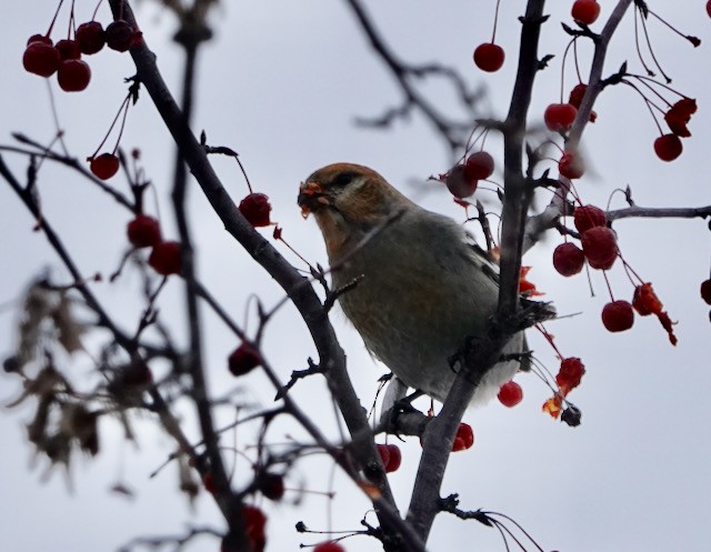 Pinu-gailupa - ML646615332