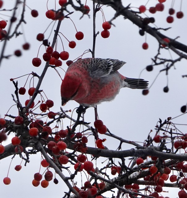 Pinu-gailupa - ML646615333