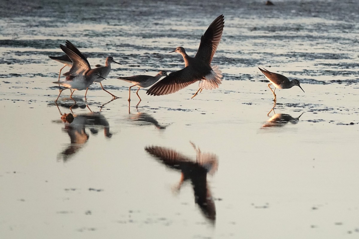 Lesser Yellowlegs - ML646615334