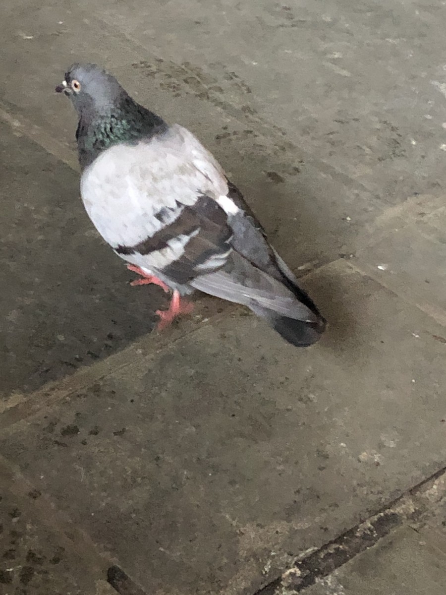 Rock Pigeon (Feral Pigeon) - ML646615336