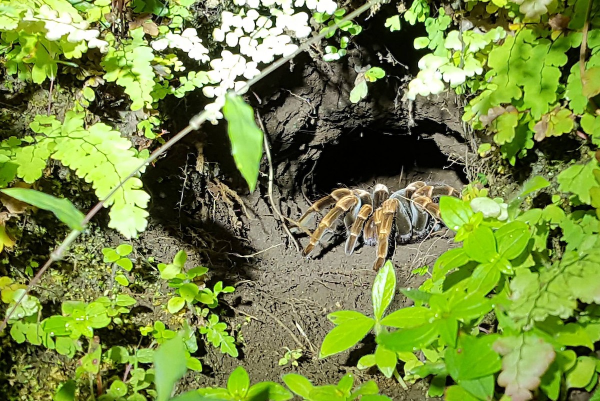Costa Rican Redleg Tarantula - ML646615338