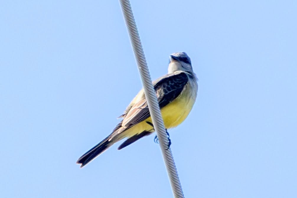 Western Kingbird - ML646615339