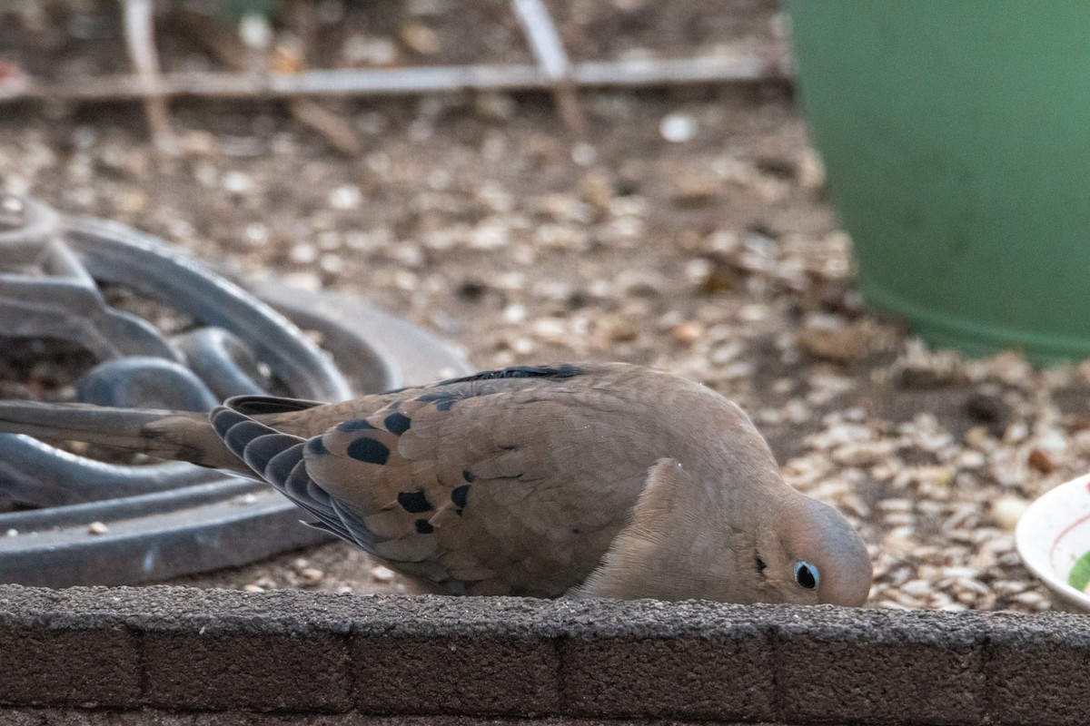 hrdlička karolínská - ML646615340