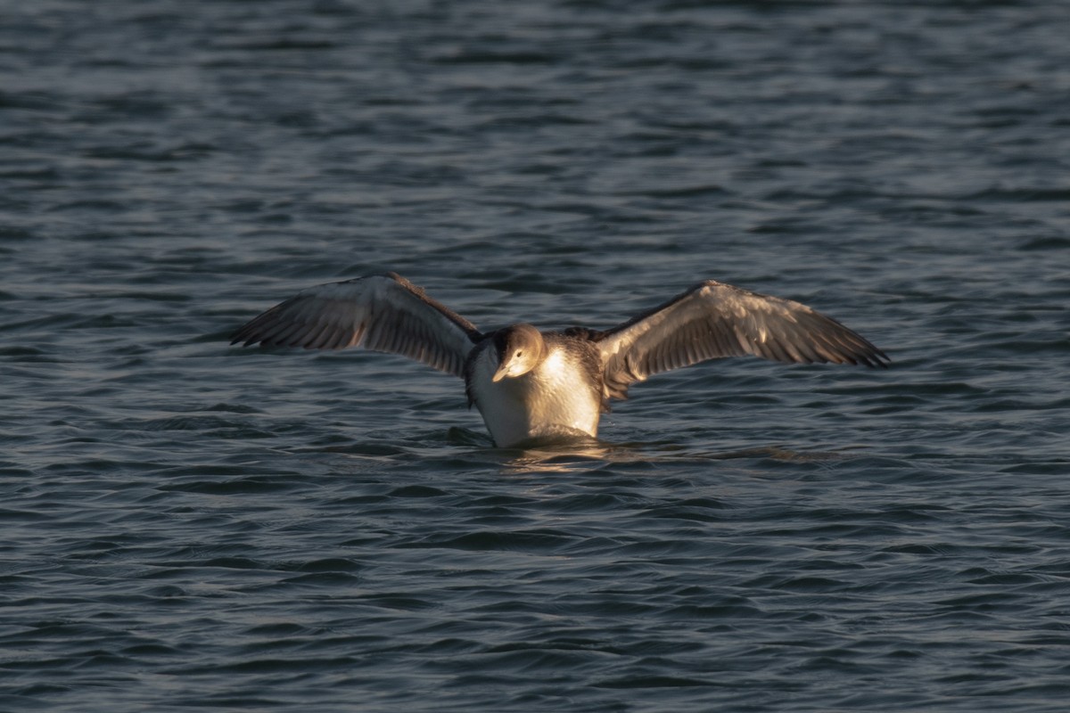 Gelbschnabeltaucher - ML646615342